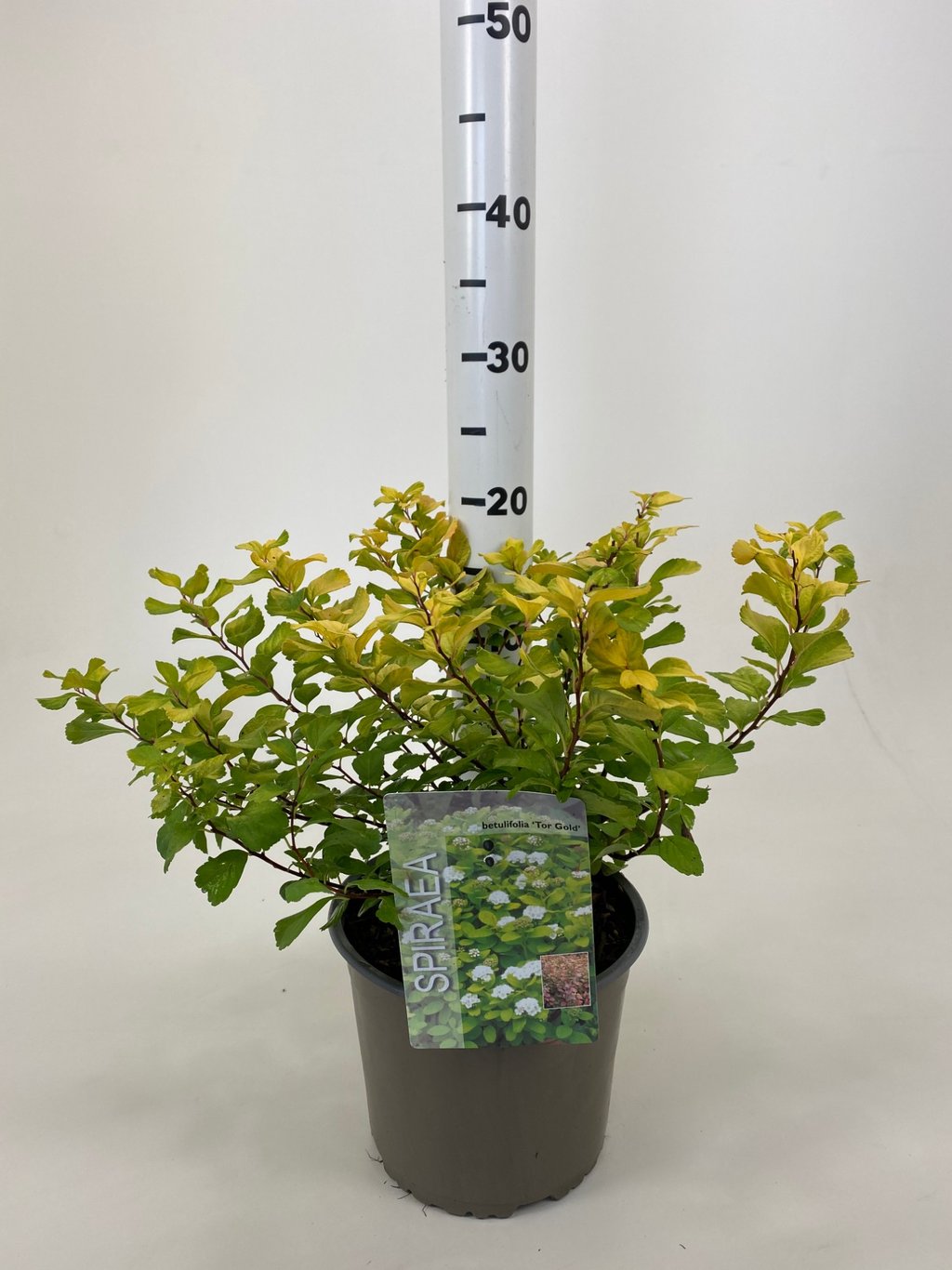 Spiraea betulifolia 'Tor Gold' - C3 20-30 CM